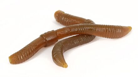 Trout Master Dendrobaena Worm Imitation 8cm (15 pieces)